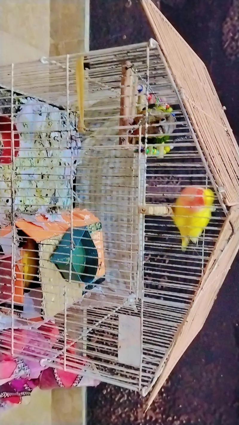 love bird hand tame with conure — photo 2