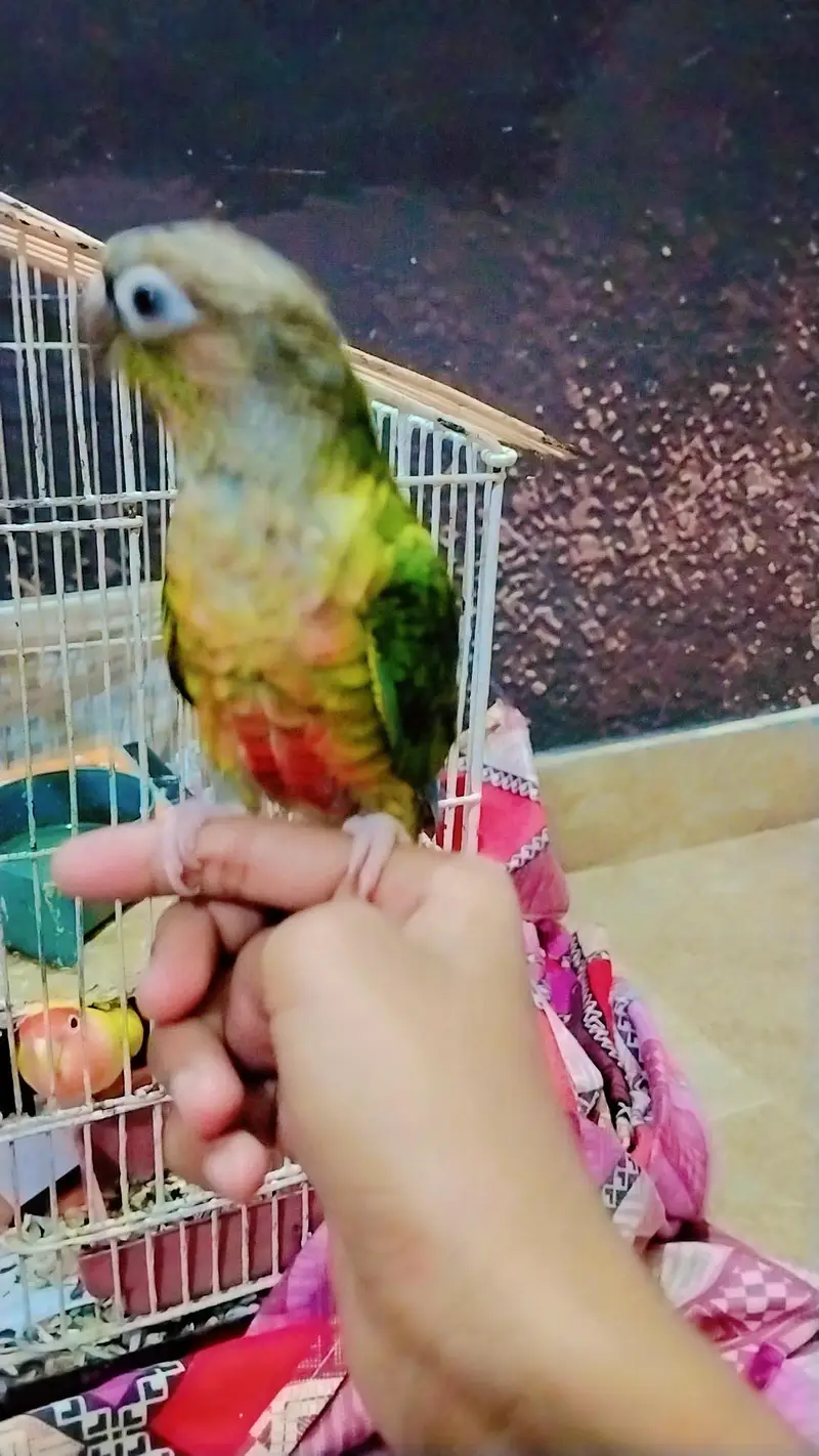 love bird hand tame with conure — photo 3