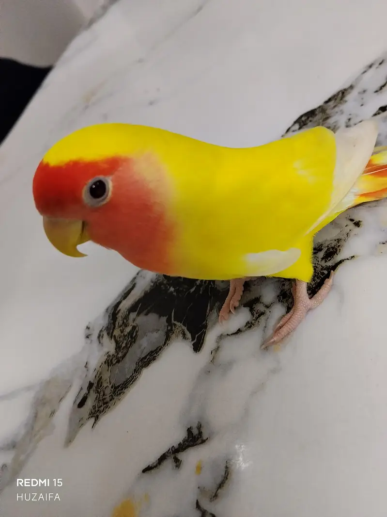 love bird hand tame with conure — photo 4