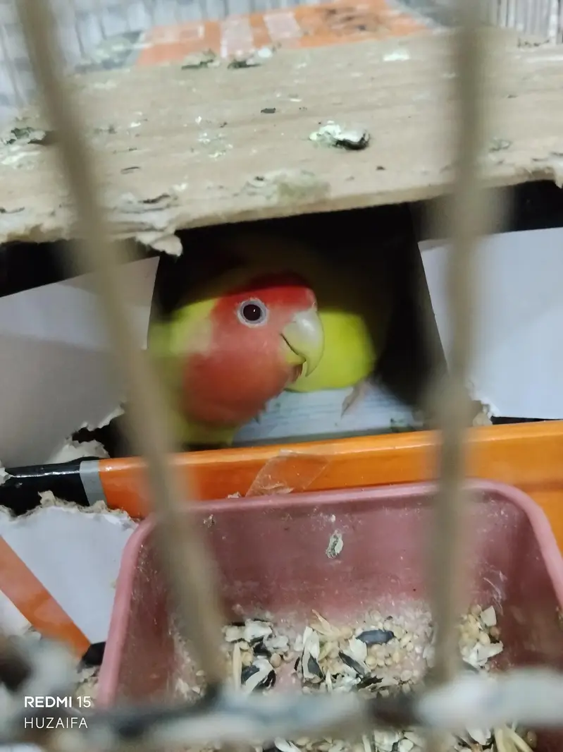 love bird hand tame with conure — photo 5