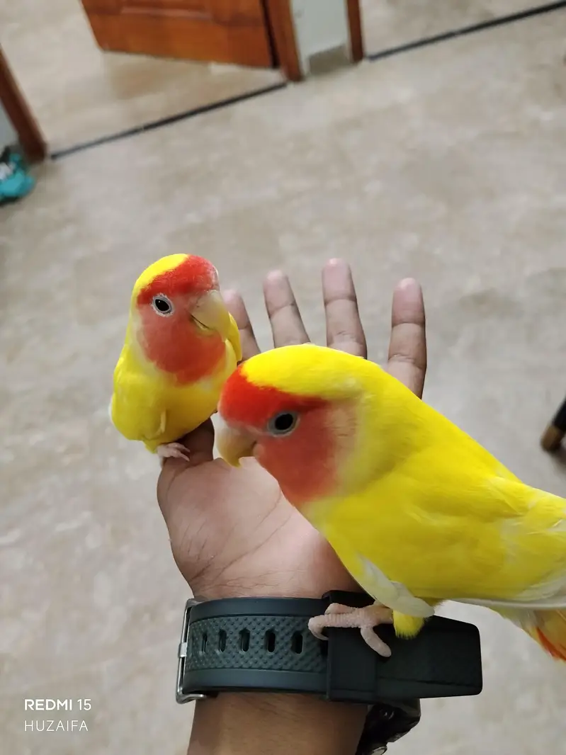 love bird hand tame with conure — photo 6