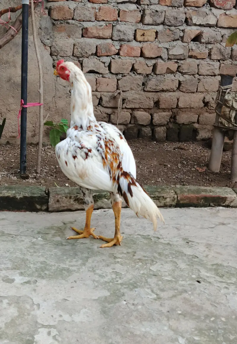 Aseel Patha bht achi chez hai ph. 03410011102 — photo 2