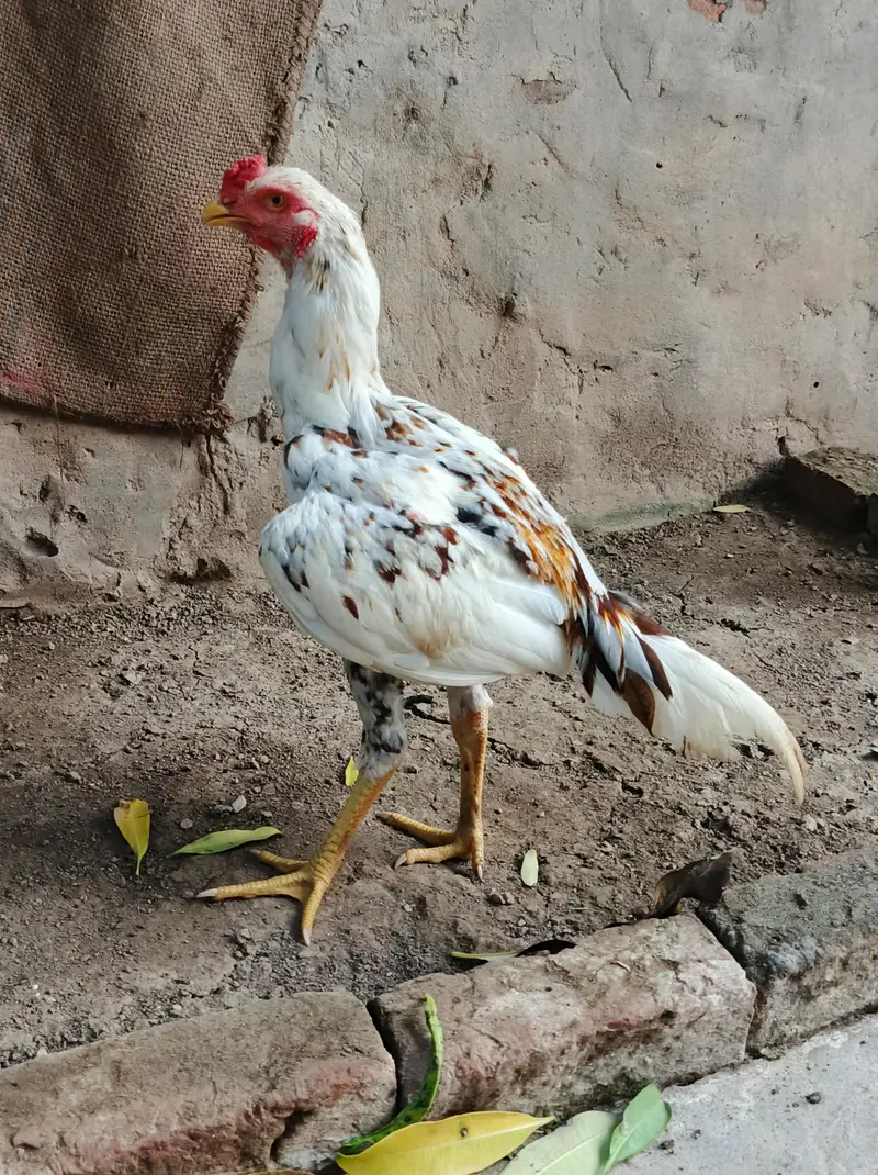 Aseel Patha bht achi chez hai ph. 03410011102 — photo 3
