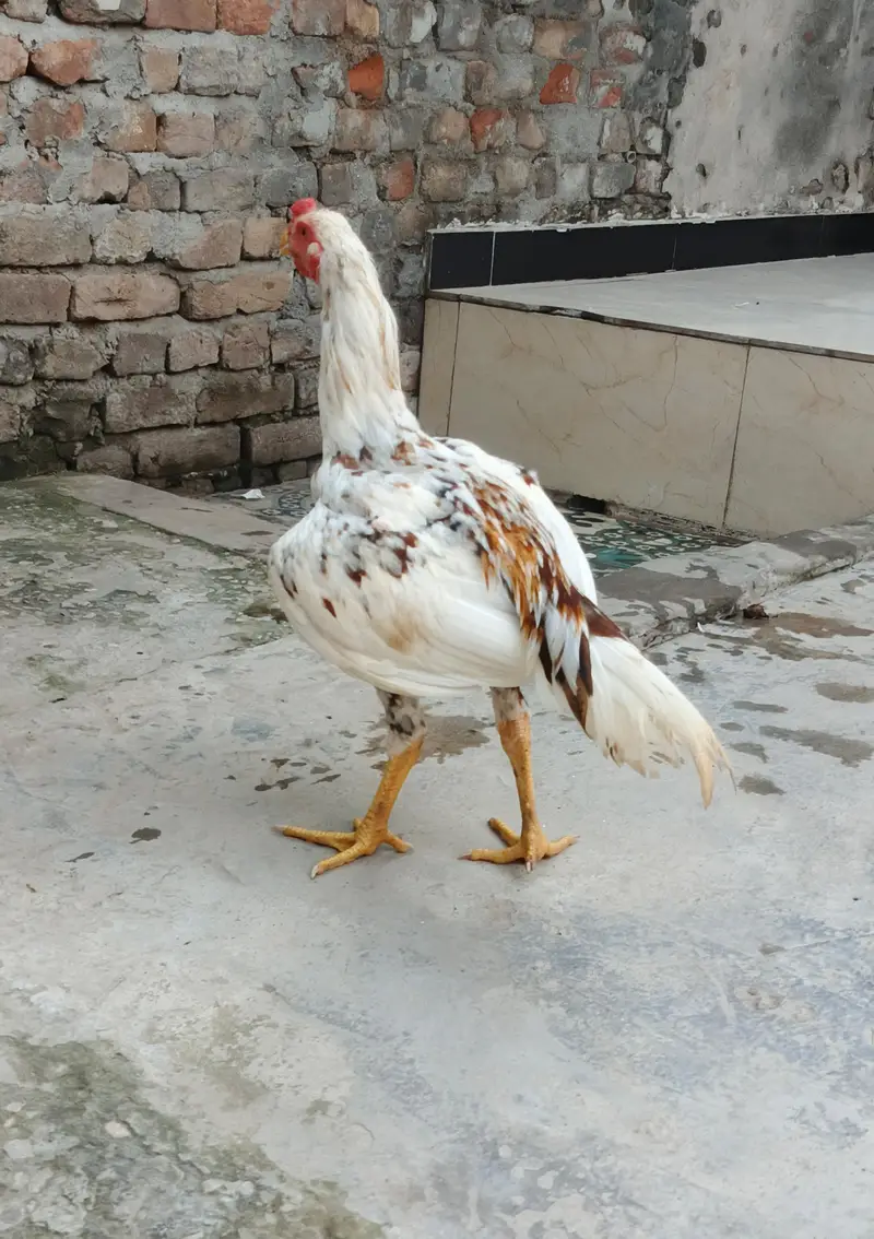 Aseel Patha bht achi chez hai ph. 03410011102 — photo 4