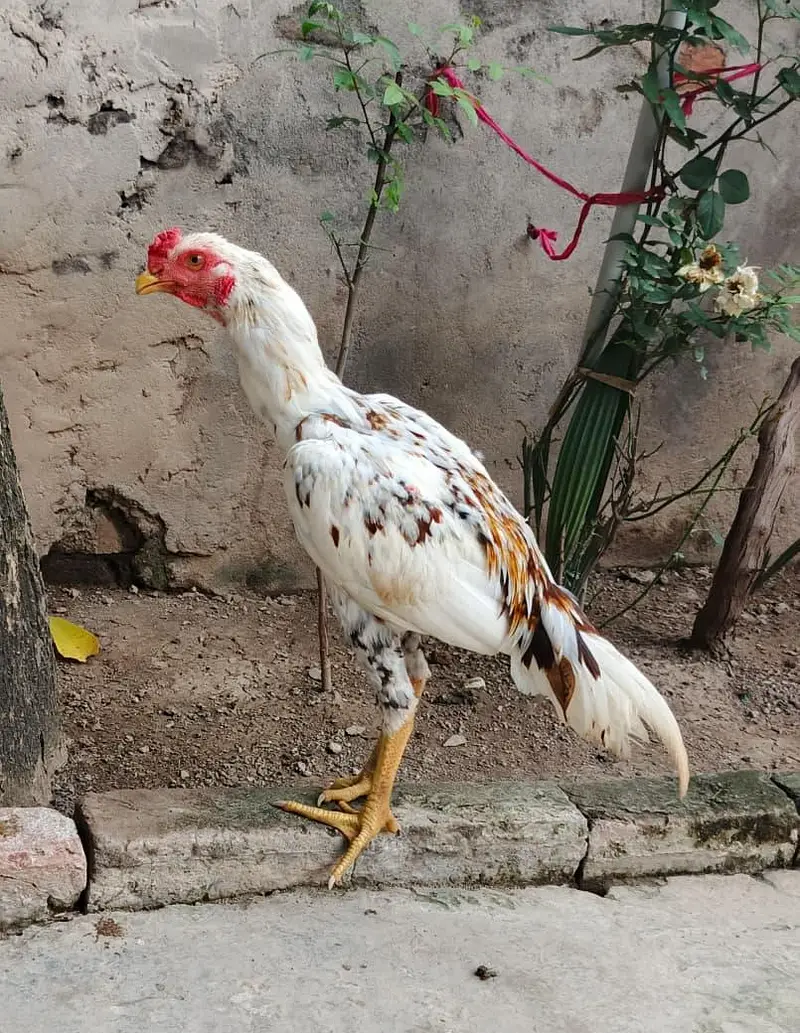 Aseel Patha bht achi chez hai ph. 03410011102 — photo 5