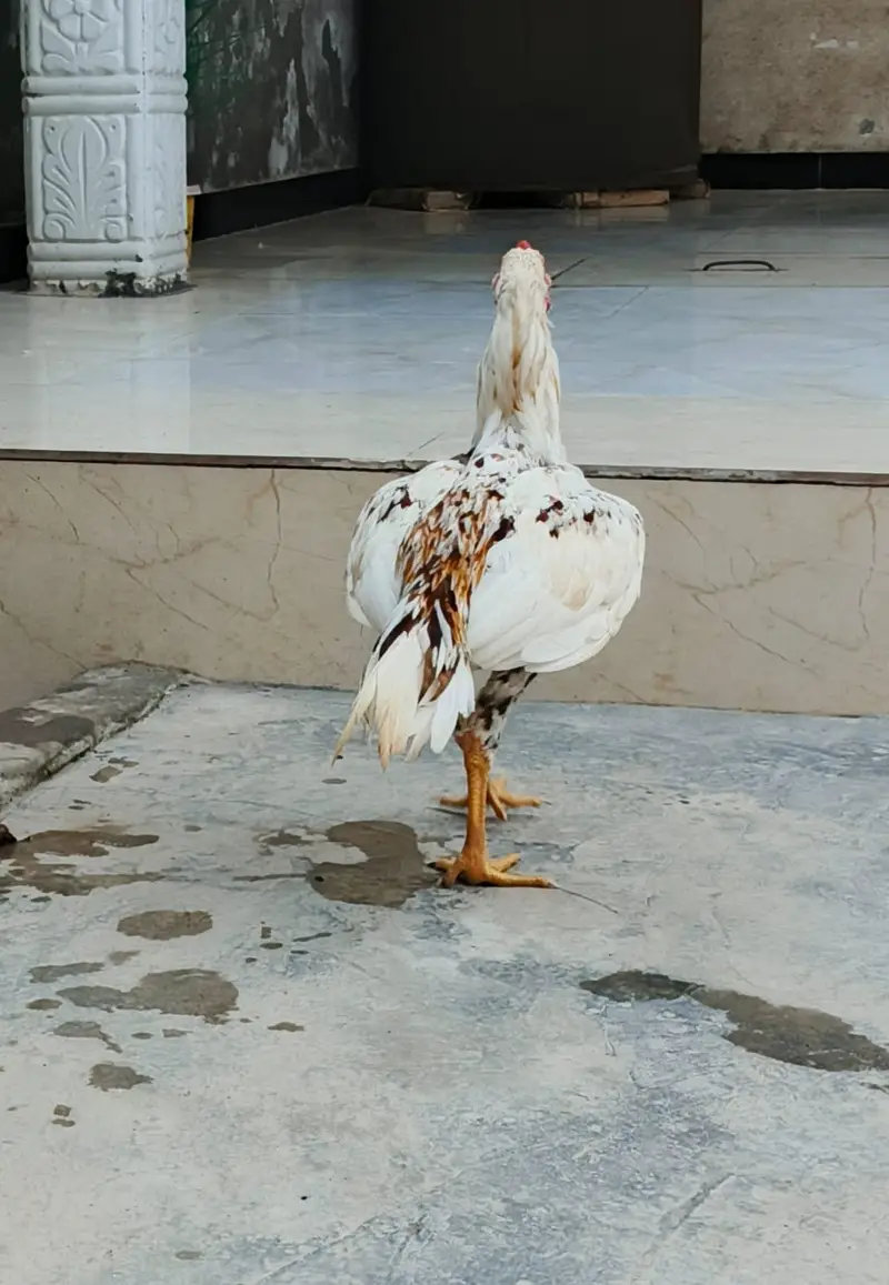 Aseel Patha bht achi chez hai ph. 03410011102 — photo 6