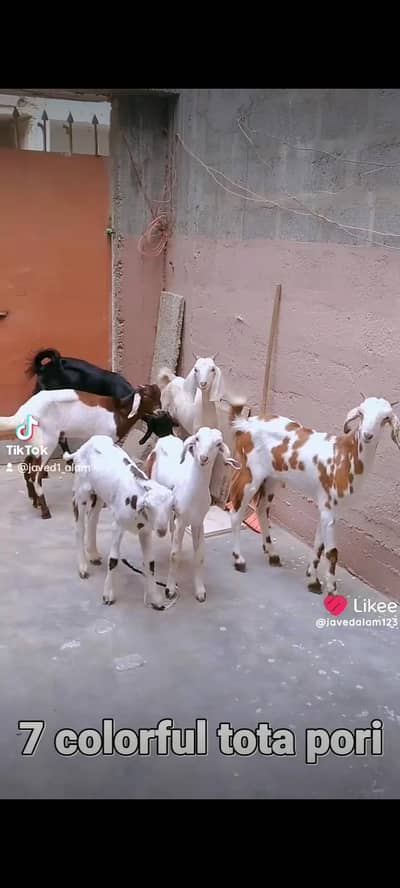 Totapori bakray goat