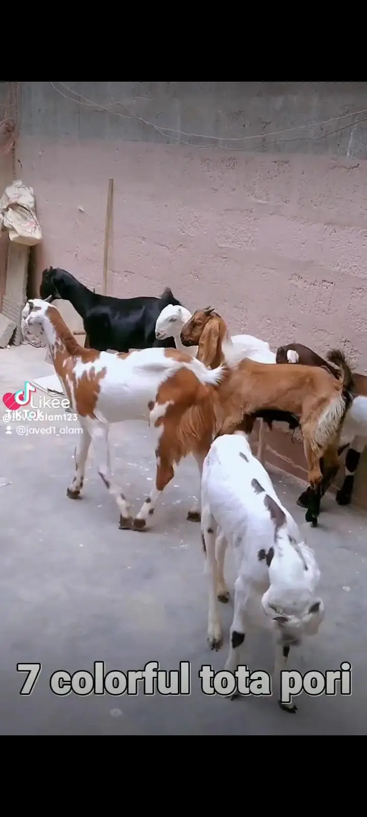 Totapori bakray goat — photo 2
