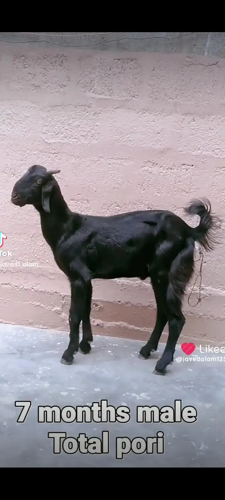 Totapori bakray goat — photo 3