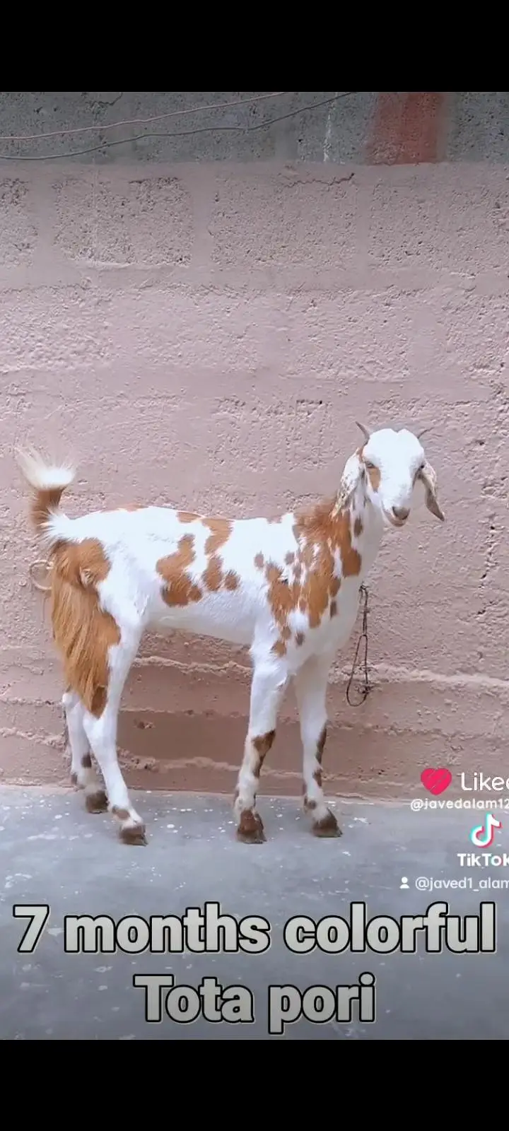Totapori bakray goat — photo 6