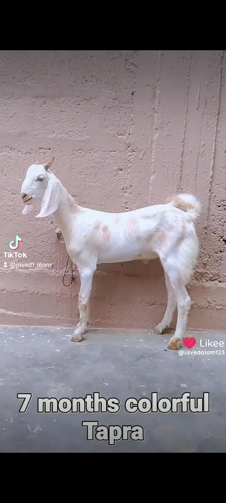 Totapori bakray goat — photo 7
