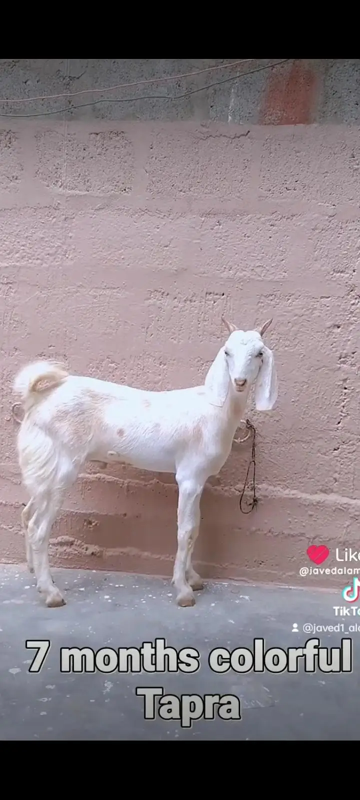 Totapori bakray goat — photo 8