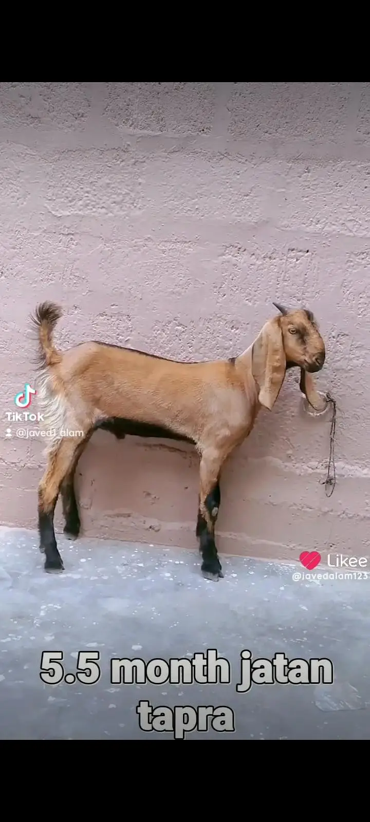 Totapori bakray goat — photo 9