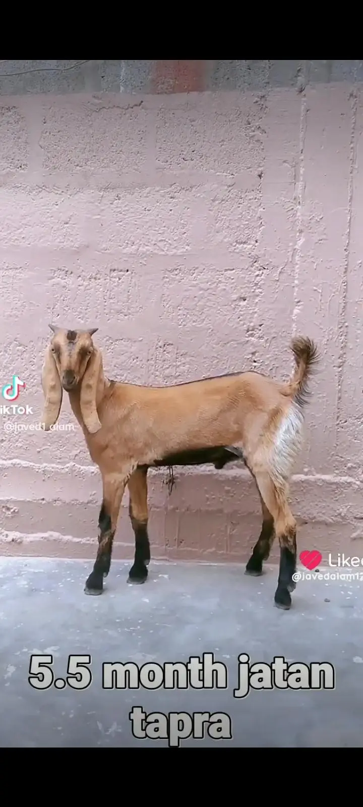 Totapori bakray goat — photo 10