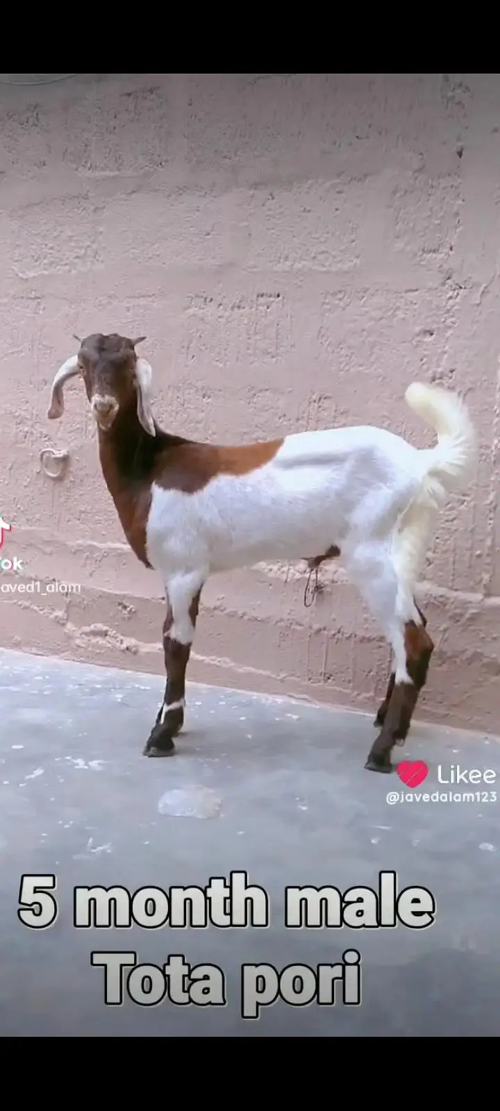 Totapori bakray goat — photo 11