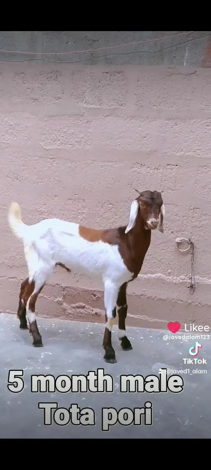 Totapori bakray goat — photo 12