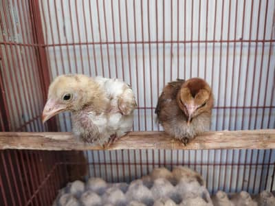Aseel Chicks
