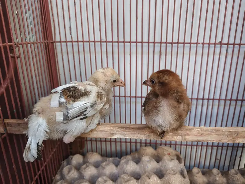 Aseel Chicks — photo 2