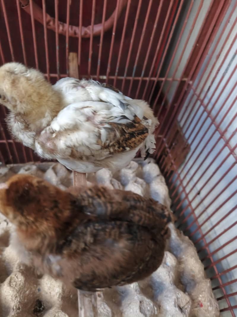 Aseel Chicks 2