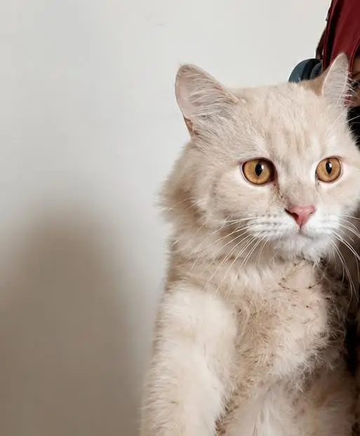 Beautiful Doll Face Persian Cat For Sale — photo 2