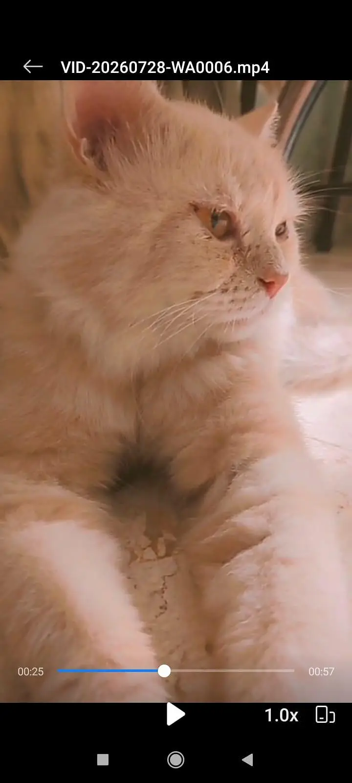 Beautiful Doll Face Persian Cat For Sale — photo 3