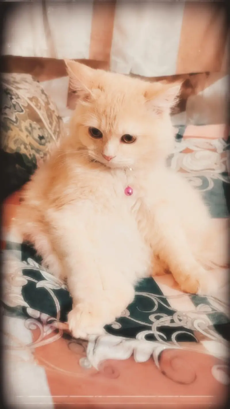 Beautiful Doll Face Persian Cat For Sale — photo 4