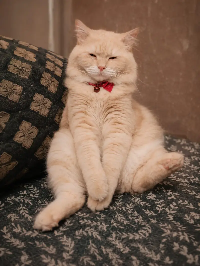 Beautiful Doll Face Persian Cat For Sale — photo 5