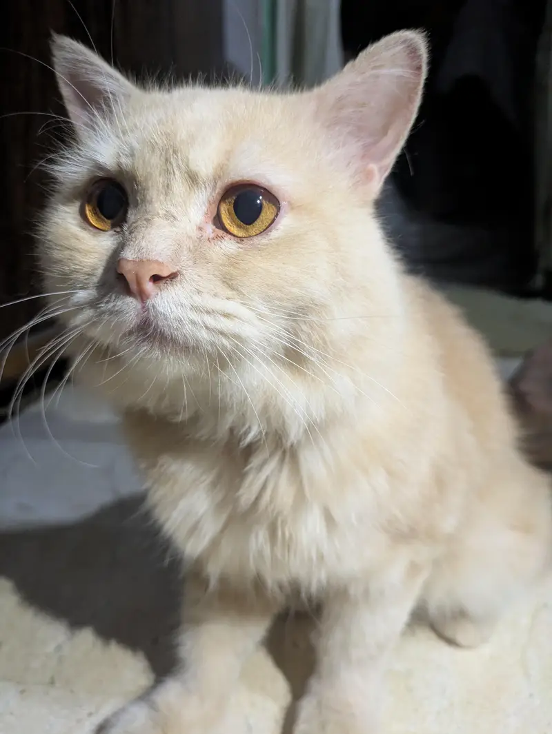 Beautiful Doll Face Persian Cat For Sale — photo 6