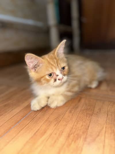 Persian kitten