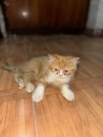 Persian kitten
