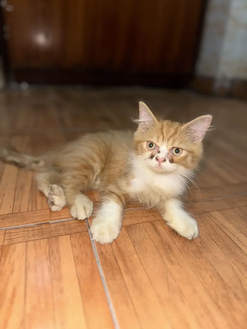 Persian kitten — photo 3