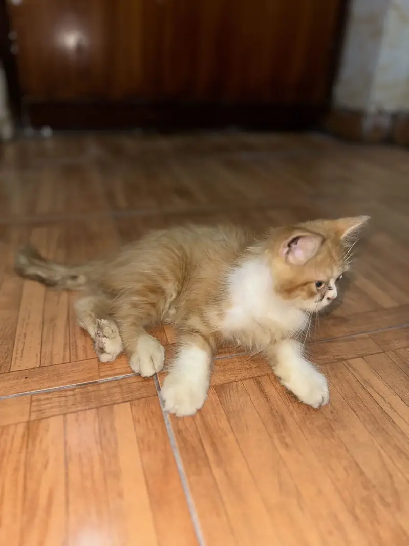 Persian kitten — photo 4