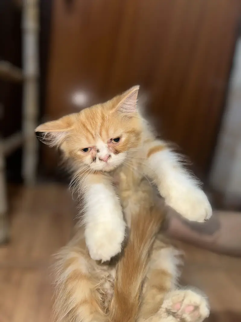 Persian kitten — photo 5