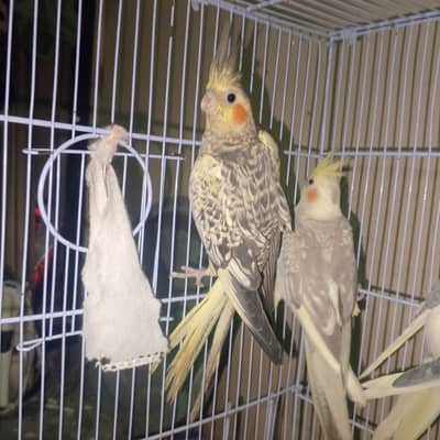 Cocktail ke patte