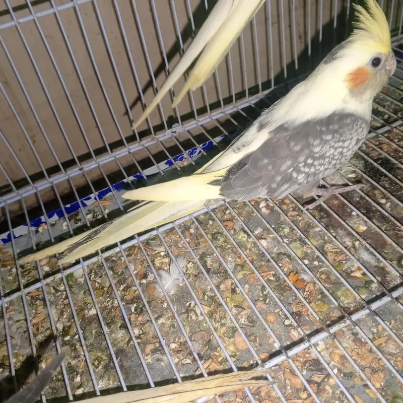 Cocktail ke patte — photo 3