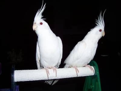 Cocktail Eno Red eyes