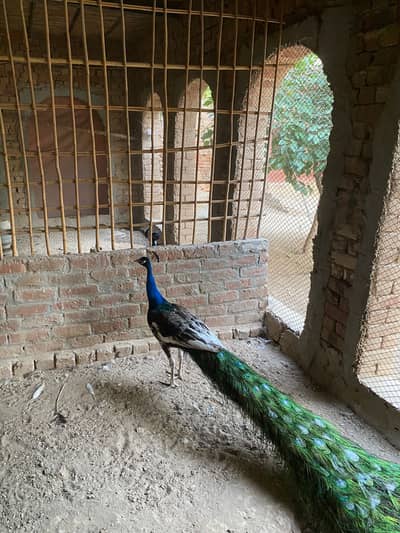Peacock Chicks