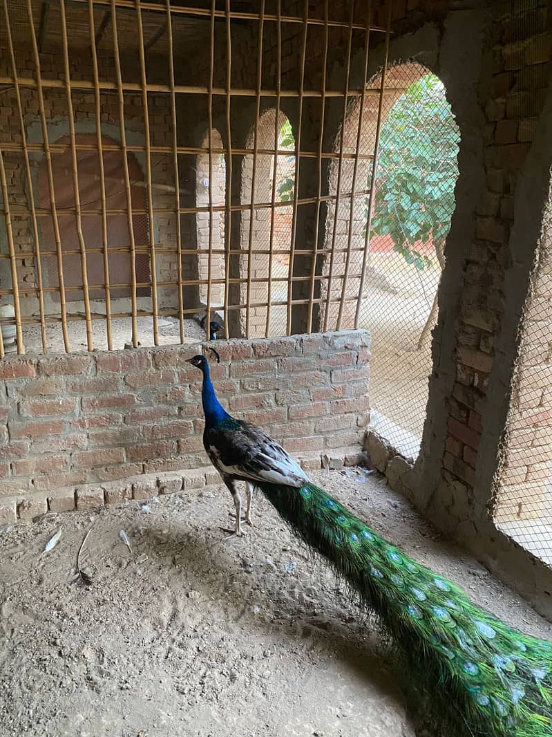 Peacock Chicks 0