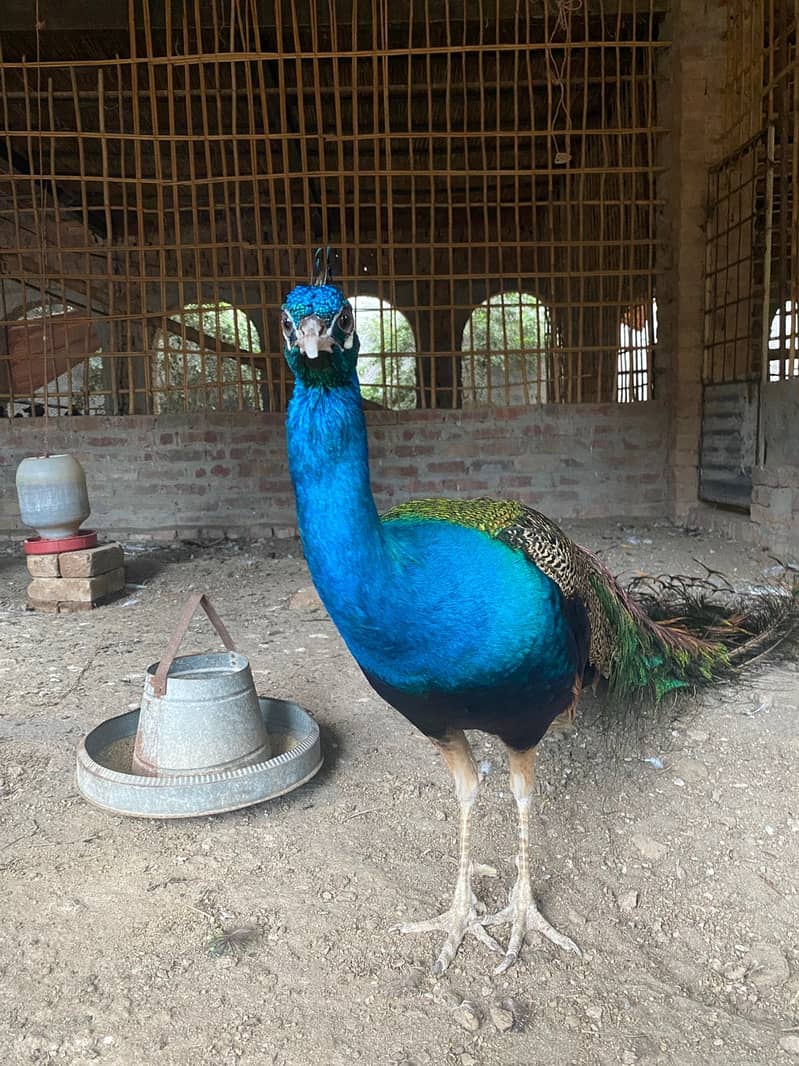 Peacock Chicks 1