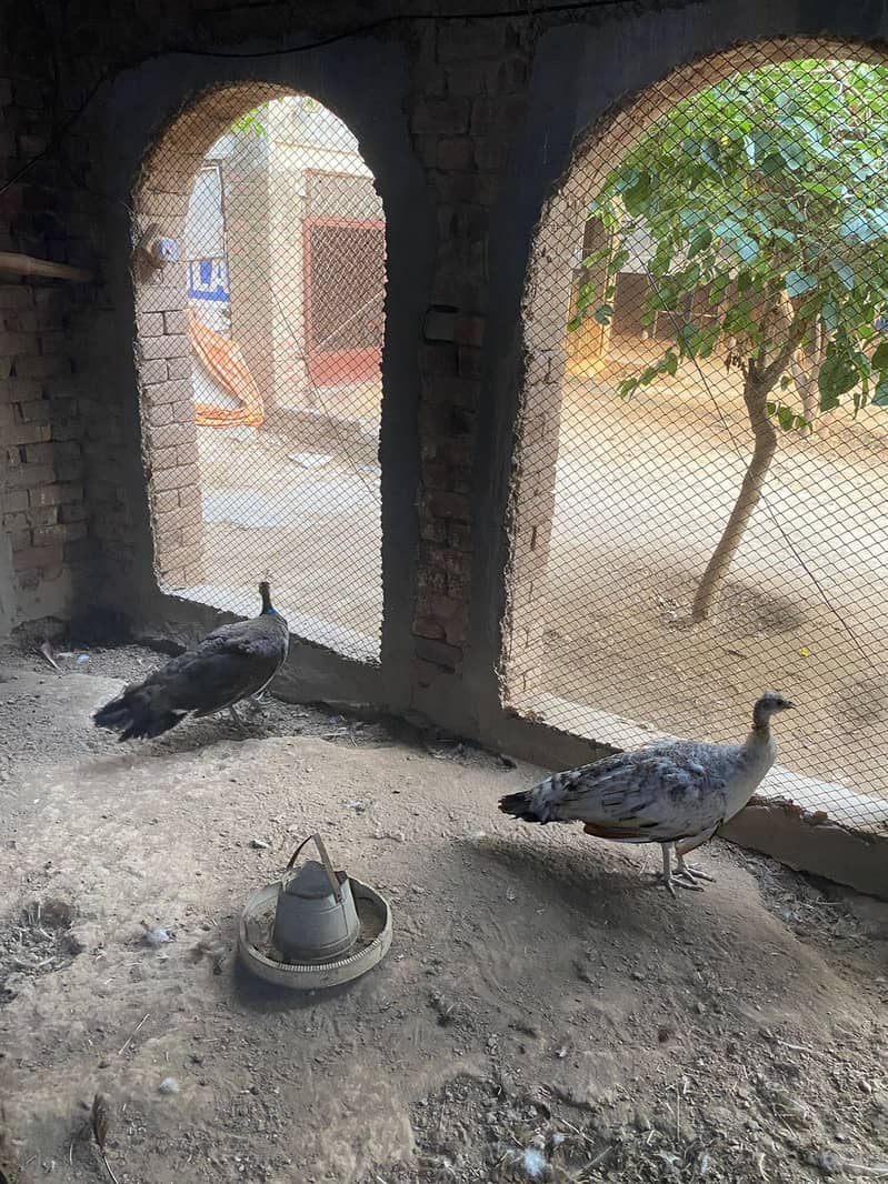 Peacock Chicks 3