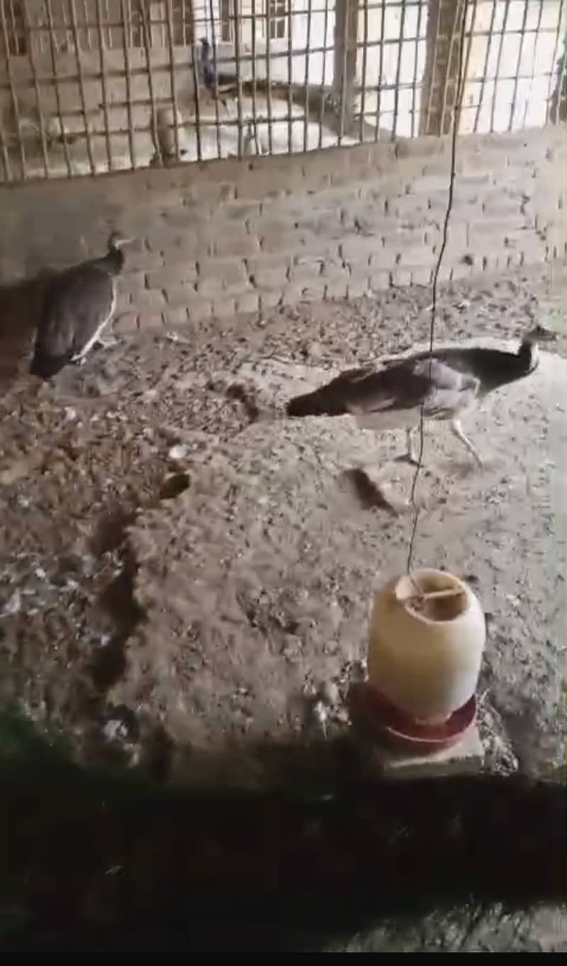 Peacock Chicks 4