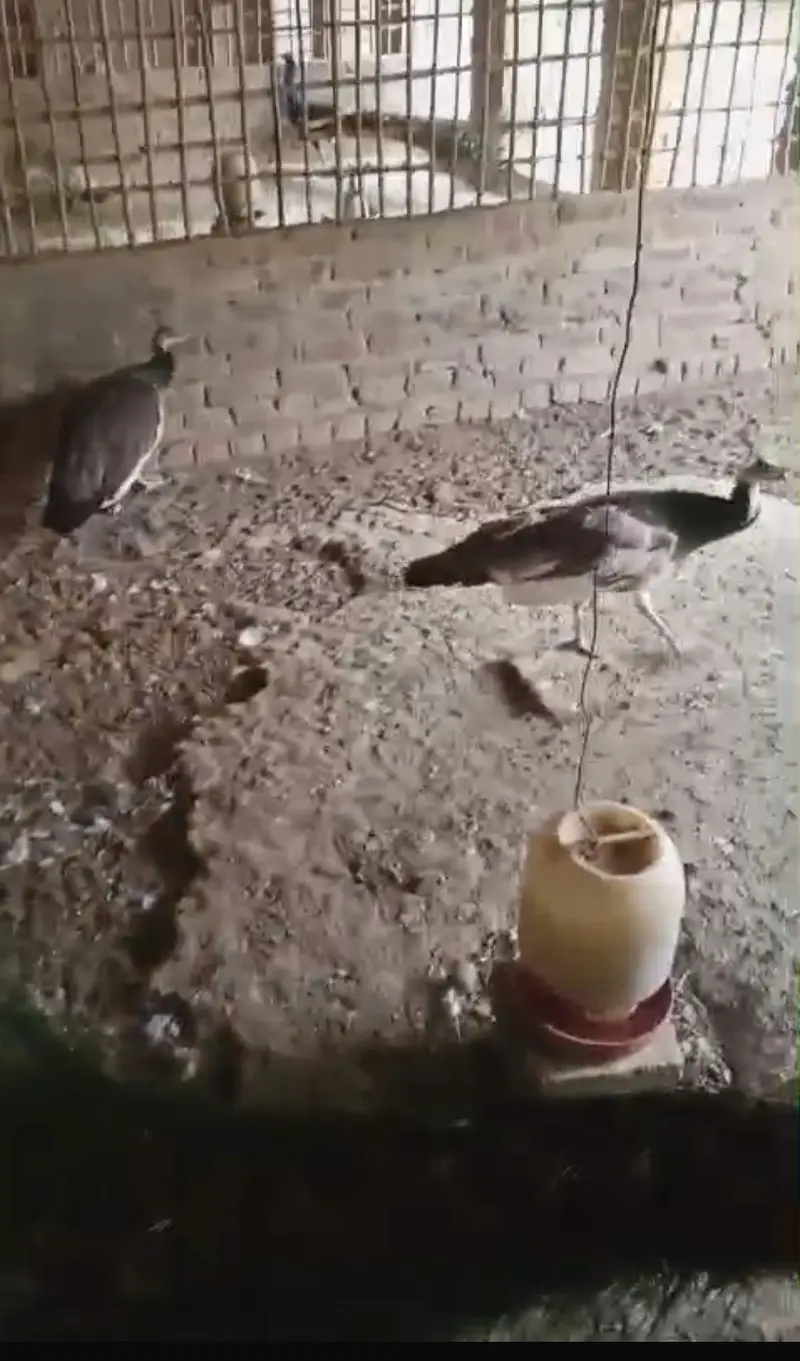 Peacock Chicks — photo 5