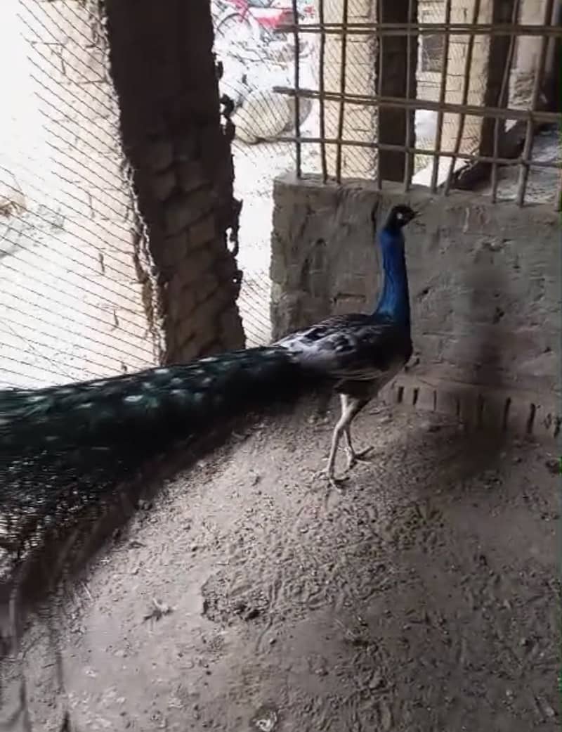 Peacock Chicks 5