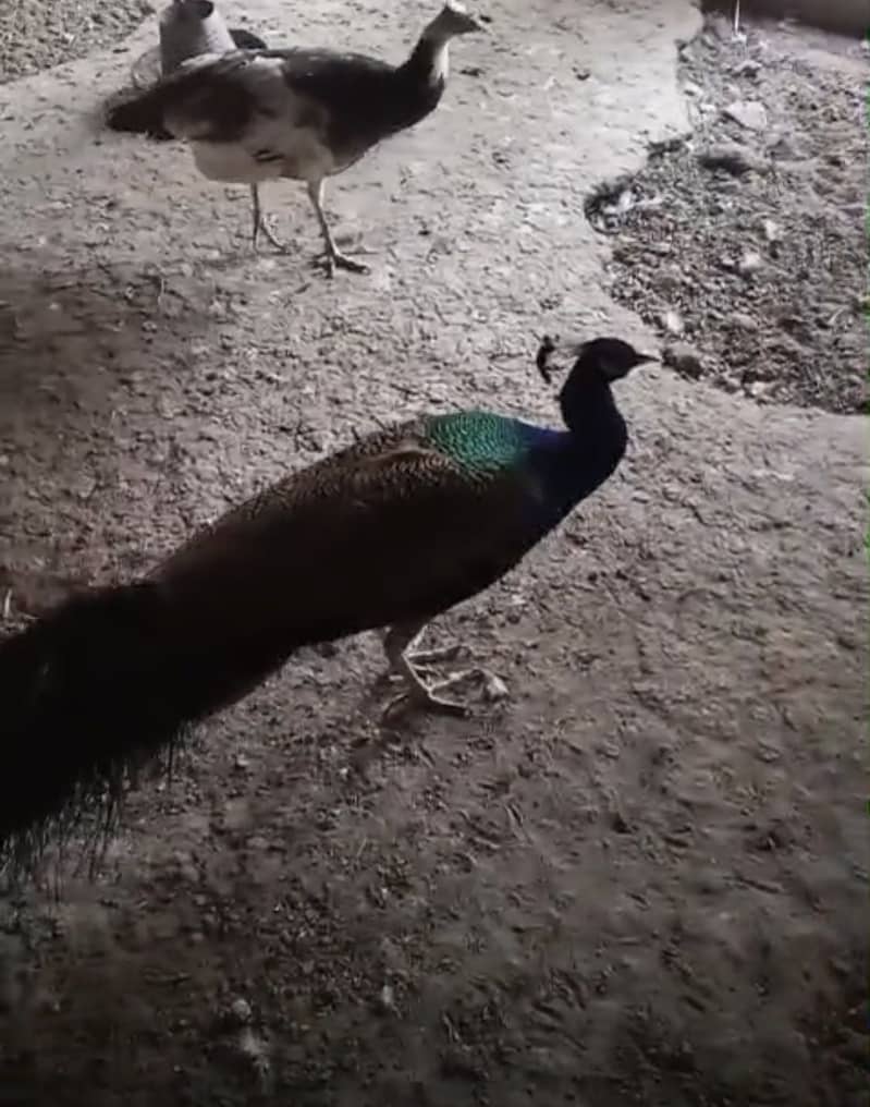 Peacock Chicks 6
