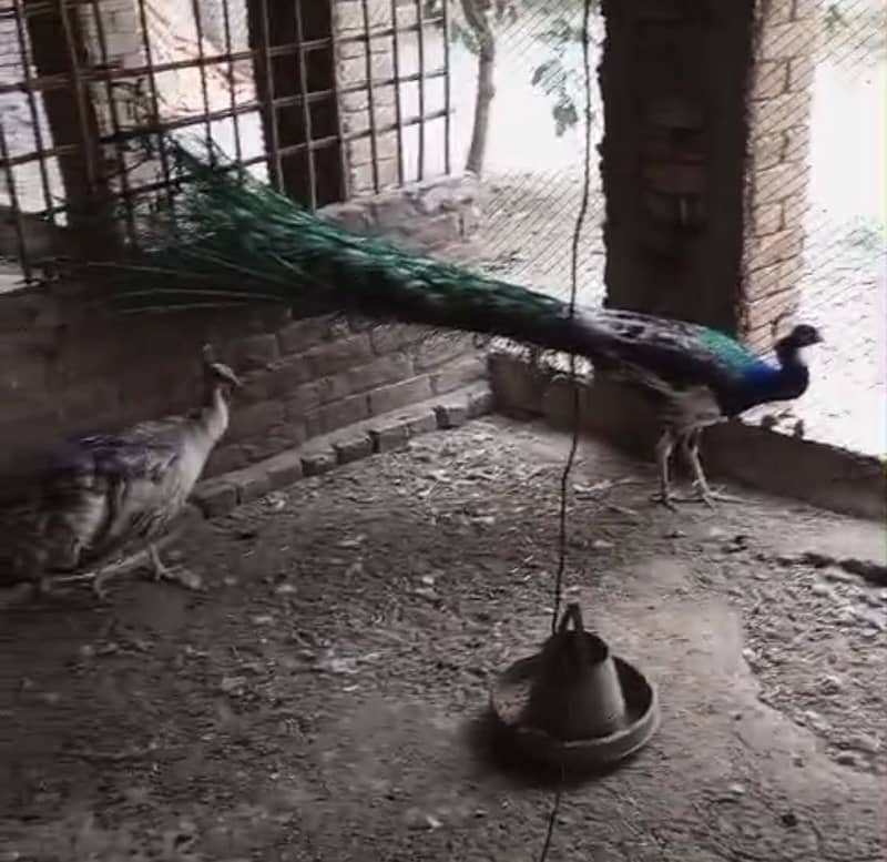 Peacock Chicks 8