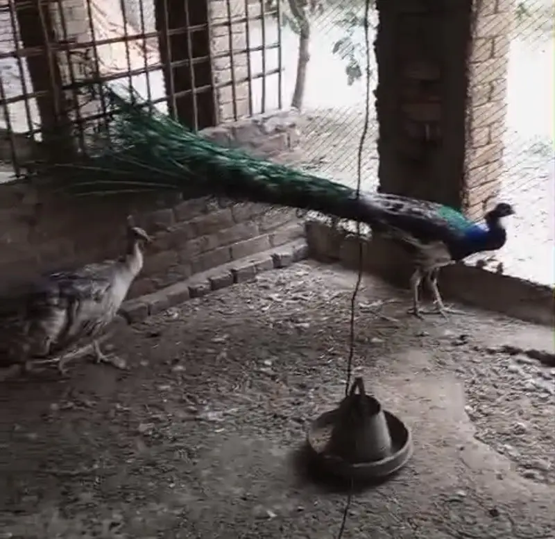 Peacock Chicks — photo 9