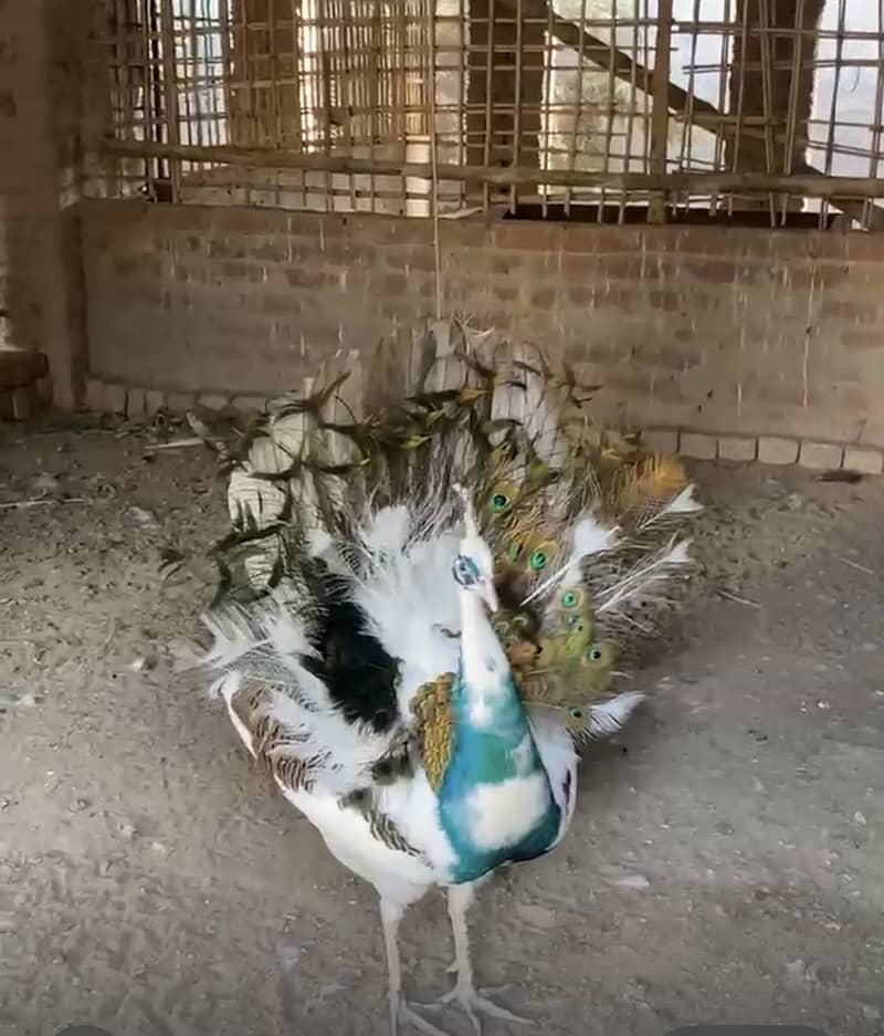 Peacock Chicks 9