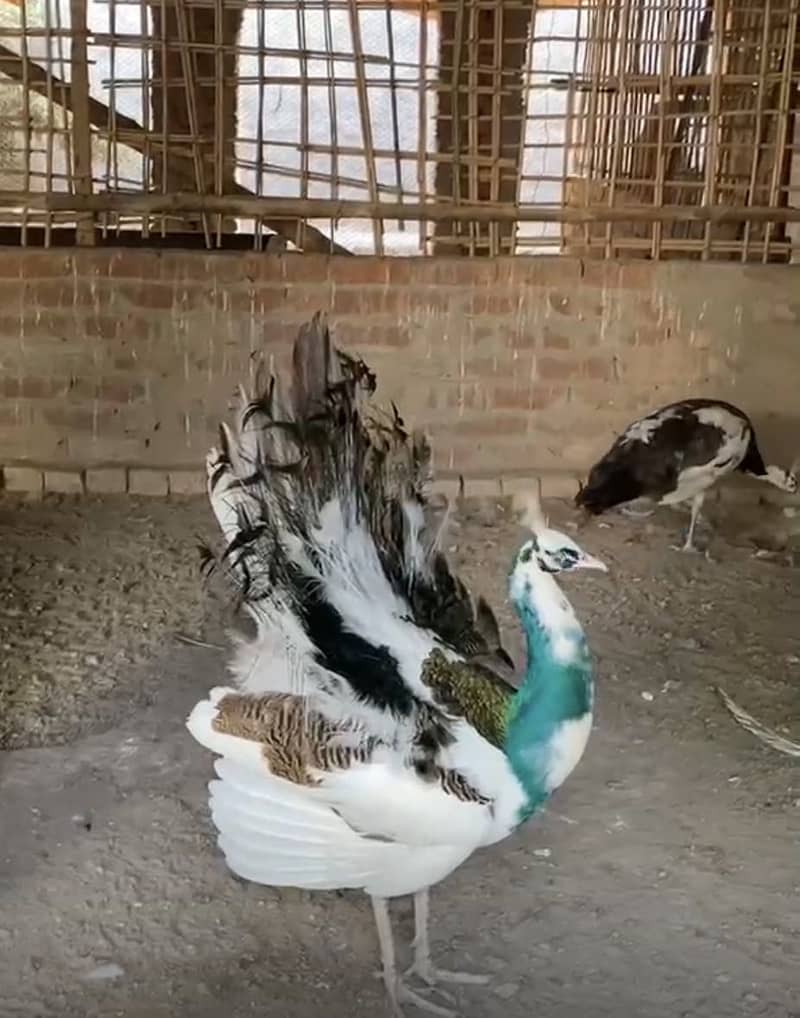 Peacock Chicks 10