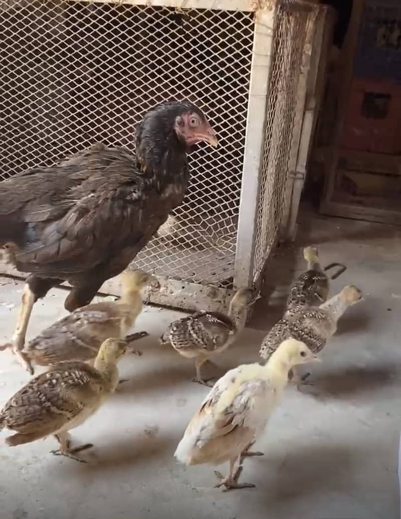 Peacock Chicks 12