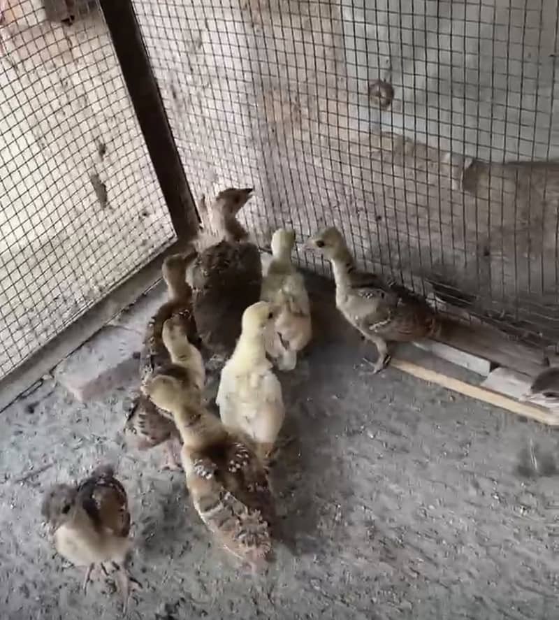 Peacock Chicks 14